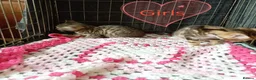 Bengal cats for sale: Bengal Cross kittens  - Advert 8