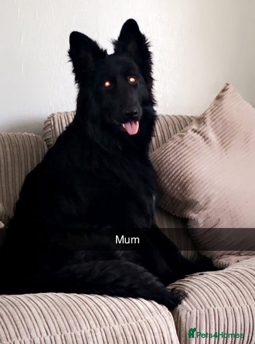 German Shepherd dogs for sale: BEAUTIFUL GERMAN SHEPS   - Image 1