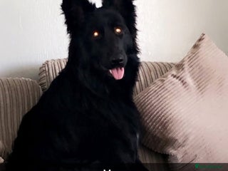 German Shepherd dogs - Advert 35