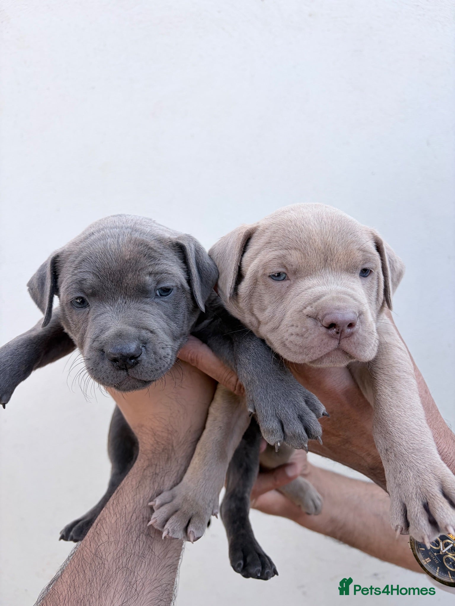 Staffordshire Bull Terrier dogs Pure blue staffy pups  - Advert 1