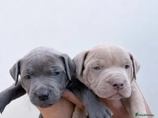 Staffordshire Bull Terrier dogs Pure blue staffy pups - Advert 1