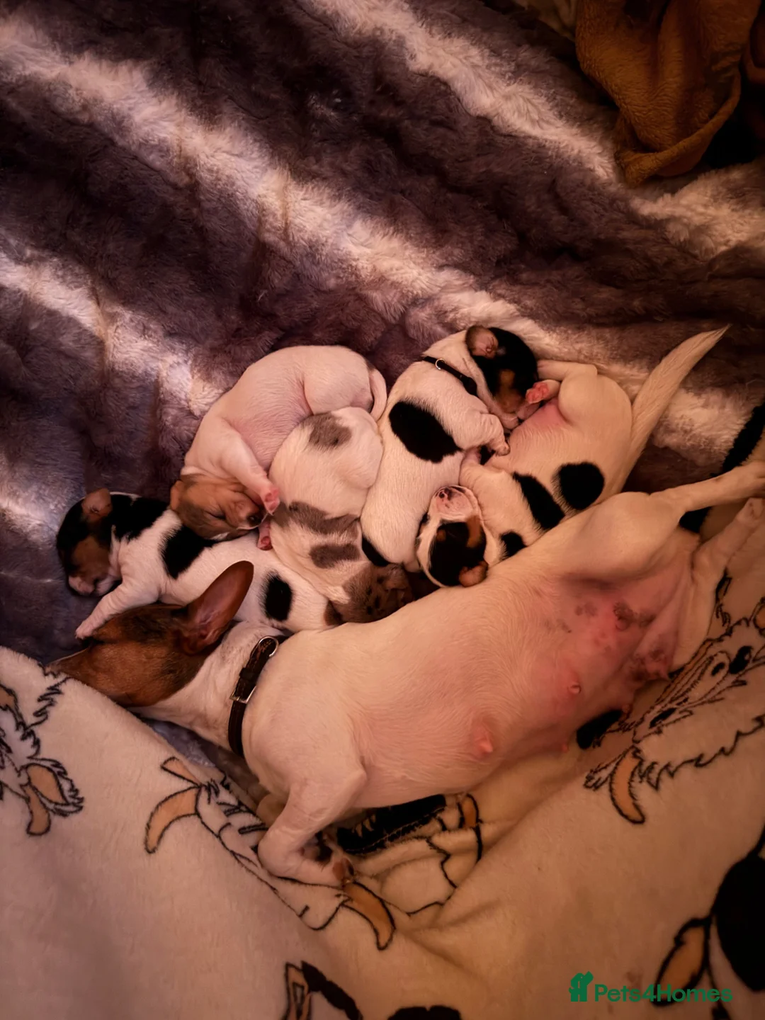 Jack Russell dogs for sale: Jack Russell puppies in Witney - Advert 1