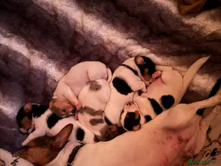 Jack Russell dogs Jack Russell puppies - Advert 6