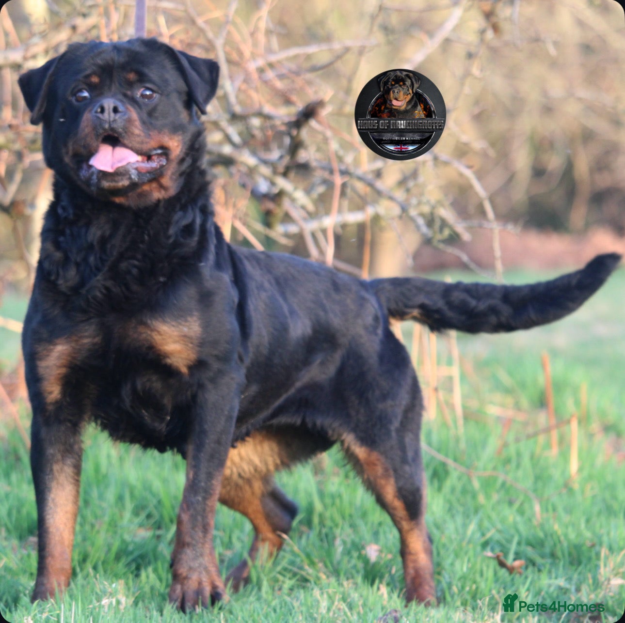Rottweiler dogs Beautiful Adult Female Rottweiler For Pet/ShowHome - Advert 8