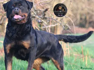Rottweiler dogs Beautiful Adult Female Rottweiler For Pet/ShowHome - Advert 8