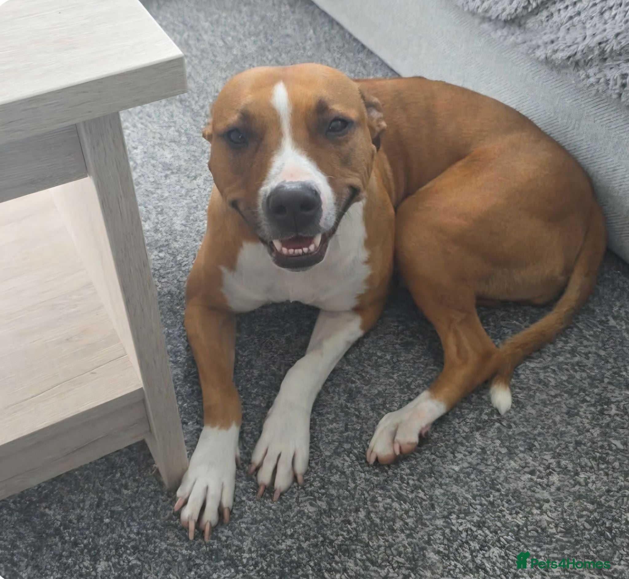 Mixed Breed dogs Staffy/Lurcher Cross Seeking a Loving Forever Home - Advert 1