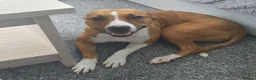 Mixed Breed dogs for sale: Staffy/Lurcher Cross Seeking a Loving Forever Home - Advert 1