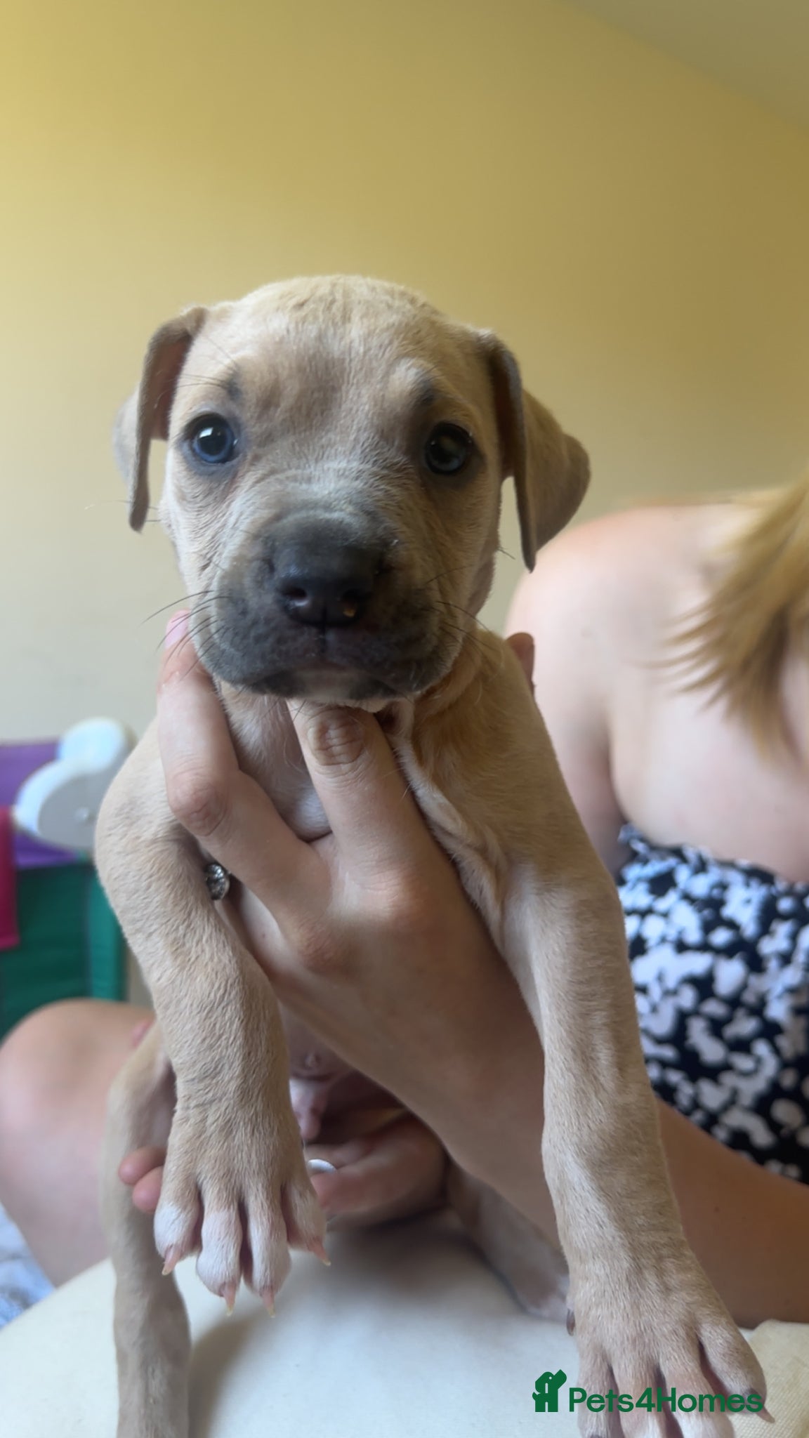 Mixed Breed dogs Cane corso cross staffy  - Advert 1