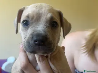 Mixed Breed dogs Cane corso cross staffy - Advert 1