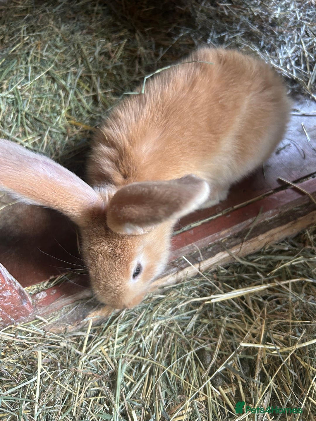 Continental Giant rabbits for sale: Yellow Continental Giant Kits. Ready to RESERVE - Image 8
