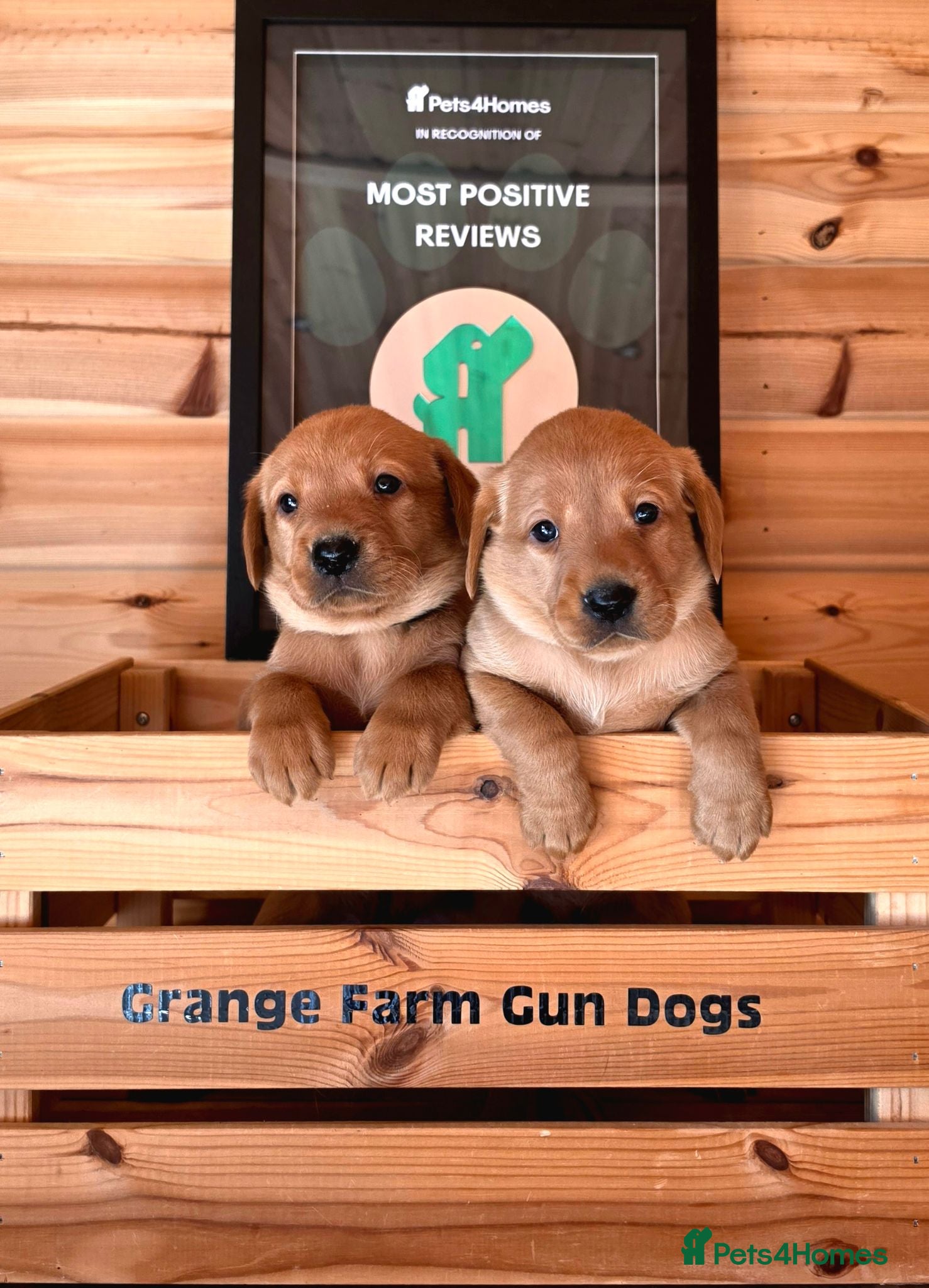 Labrador Retriever dogs 6 BEAUTIFUL FOX RED KC LABS, HEALTH TESTED PARENTS - Advert 2