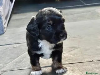 Mixed Breed dogs Chihuahua x Cocker Spaniel puppies cockerhuahua - Advert 11