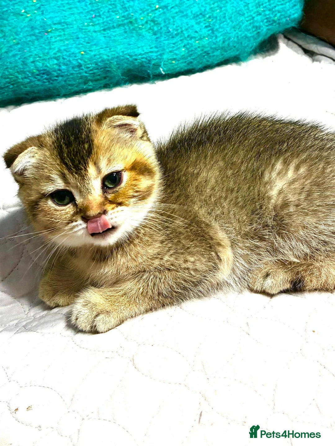 Scottish Fold cats for sale: 3 Scottish Fold Kittens for sale - Advert 13