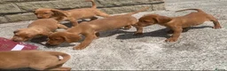 Cockerdor dogs for sale: Fox red Cockerdor pups 🐶 - Advert 6