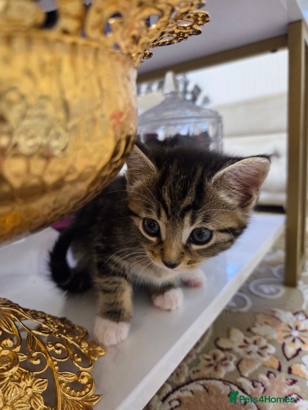 British Longhair cats for sale: 7 weeks old tabby female kitten - Image 3