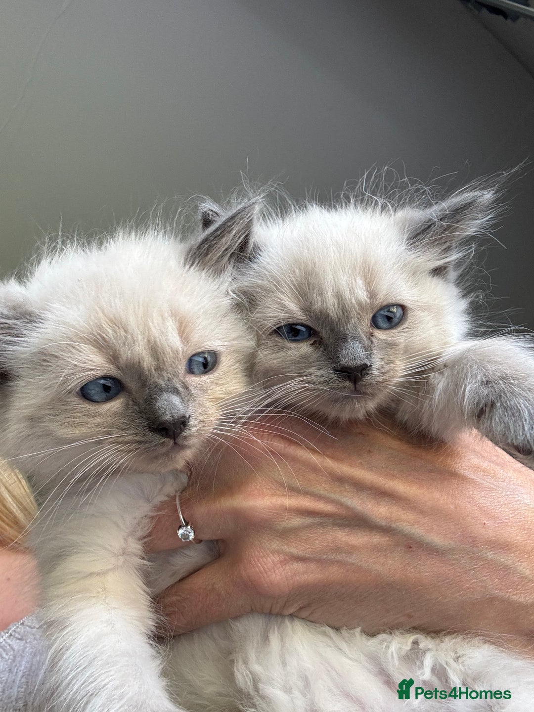 Ragdoll cats for sale: Ragdoll Kittens Ready Now. Mink - Image 6