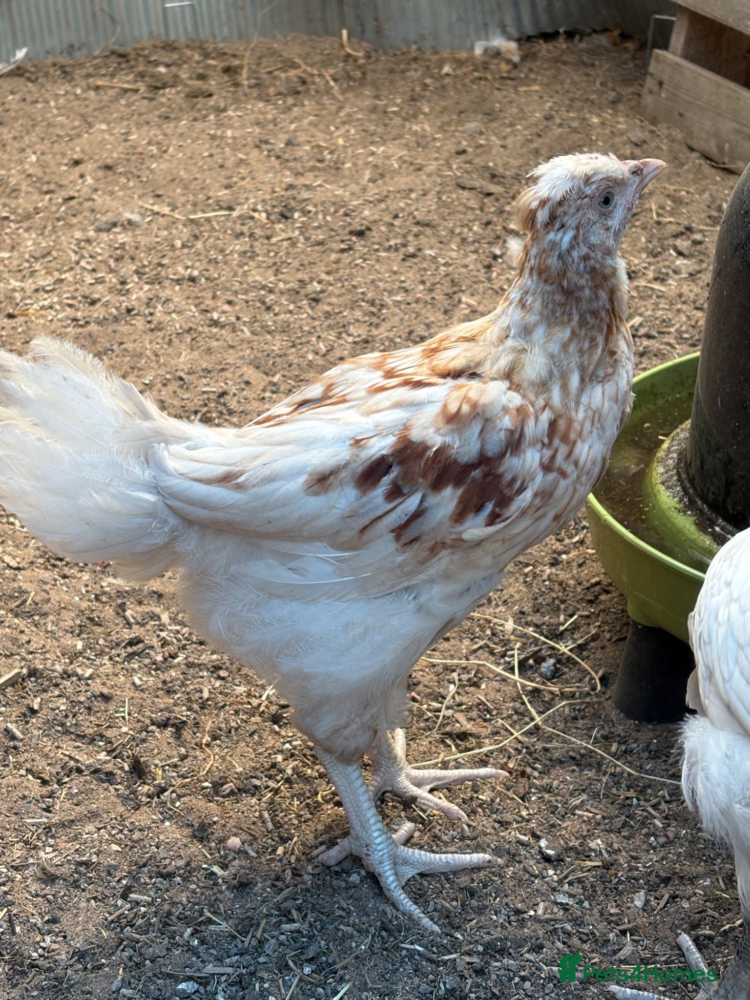 Chickens poultry friendly young rooster  - Advert 1