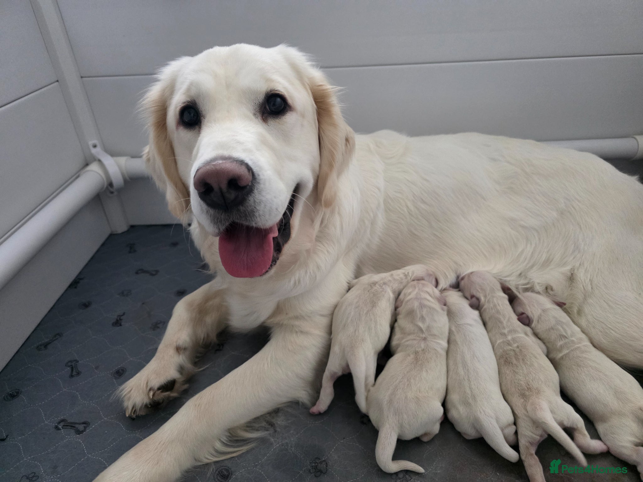 Golden Retriever dogs for sale: Golden Retriever Puppies - Advert 1