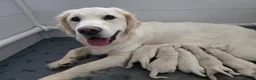 Golden Retriever dogs for sale: Golden Retriever Puppies - Advert 1