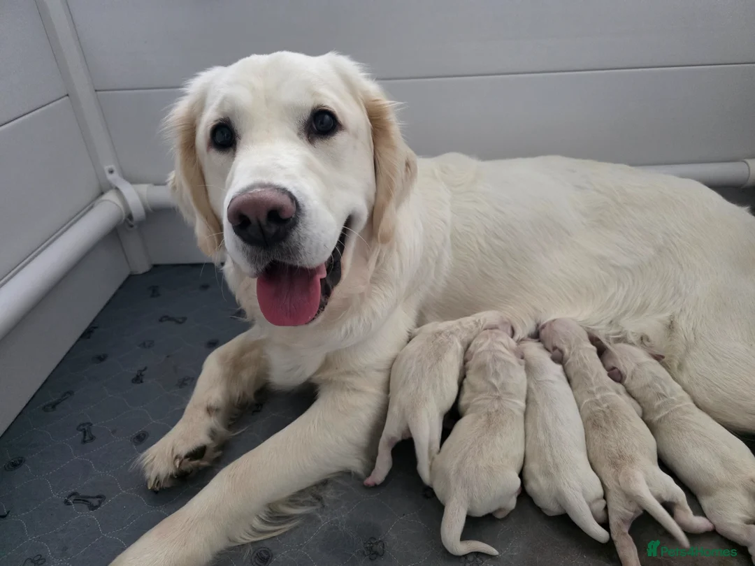 Golden Retriever dogs for sale: Golden Retriever Puppies - Advert 1