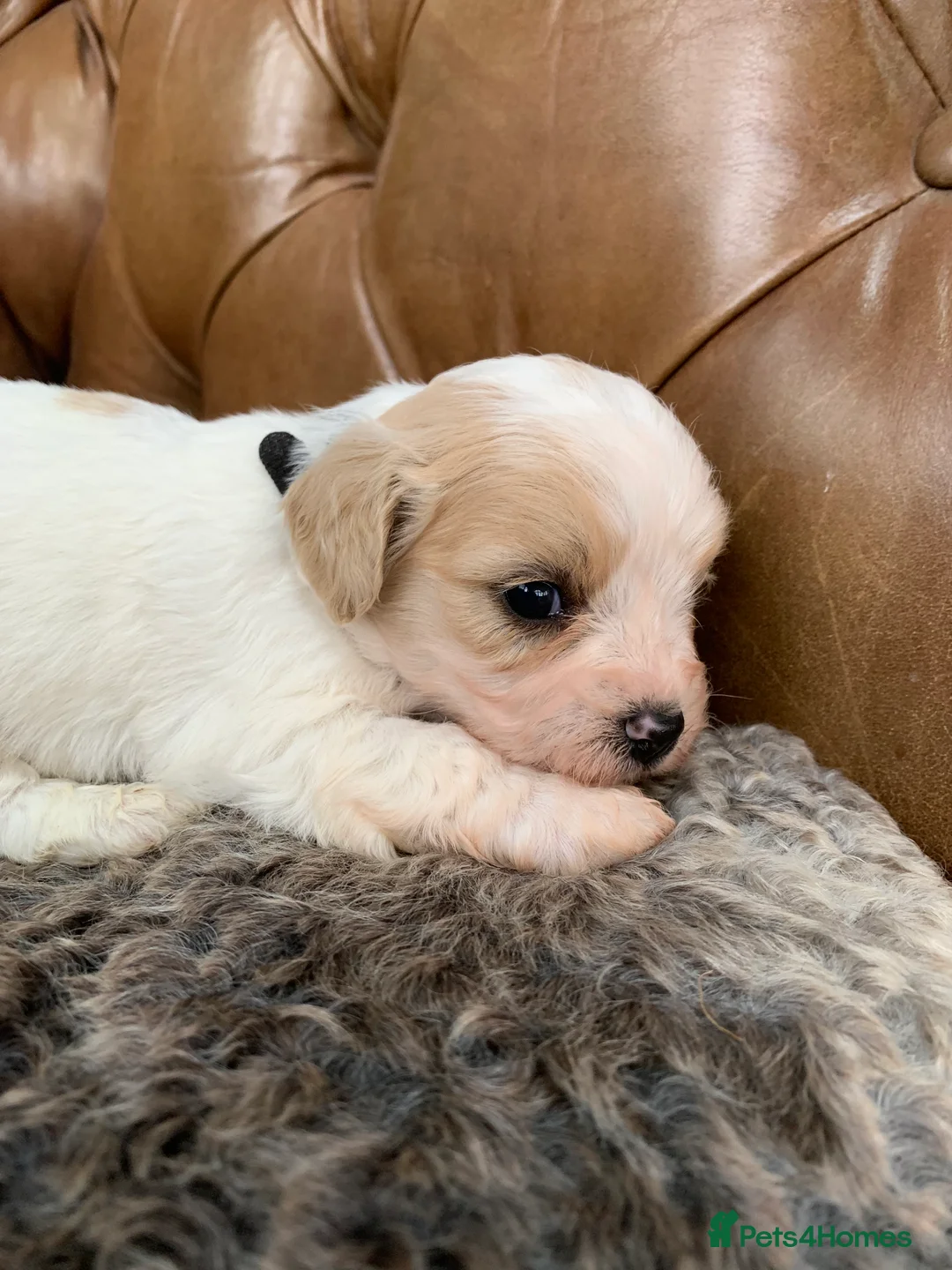 Cavachon dogs for sale: Beautiful F1 Cavachon Puppies - Advert 13