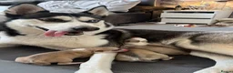 Siberian Husky dogs for stud: Proven Siberian Husky Stud - Advert 19