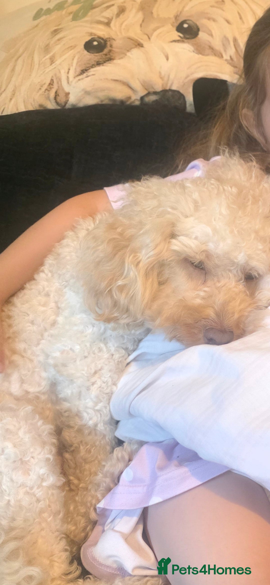 Cockapoo dogs for stud: Beautiful Natured & Coloured Cockerpoo For Stud  - Advert 5