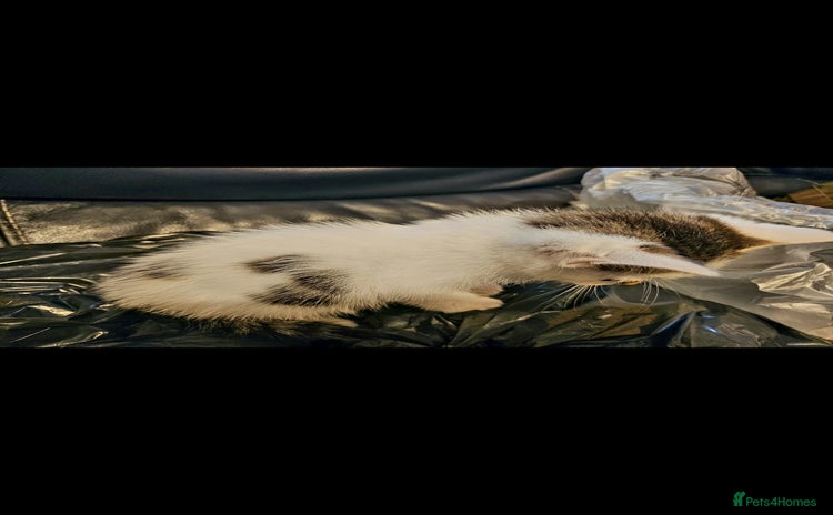 Mixed Breed cats - Advert 7