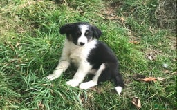 Border Collie dogs for sale: Border Collies Farmbred  - Image 5