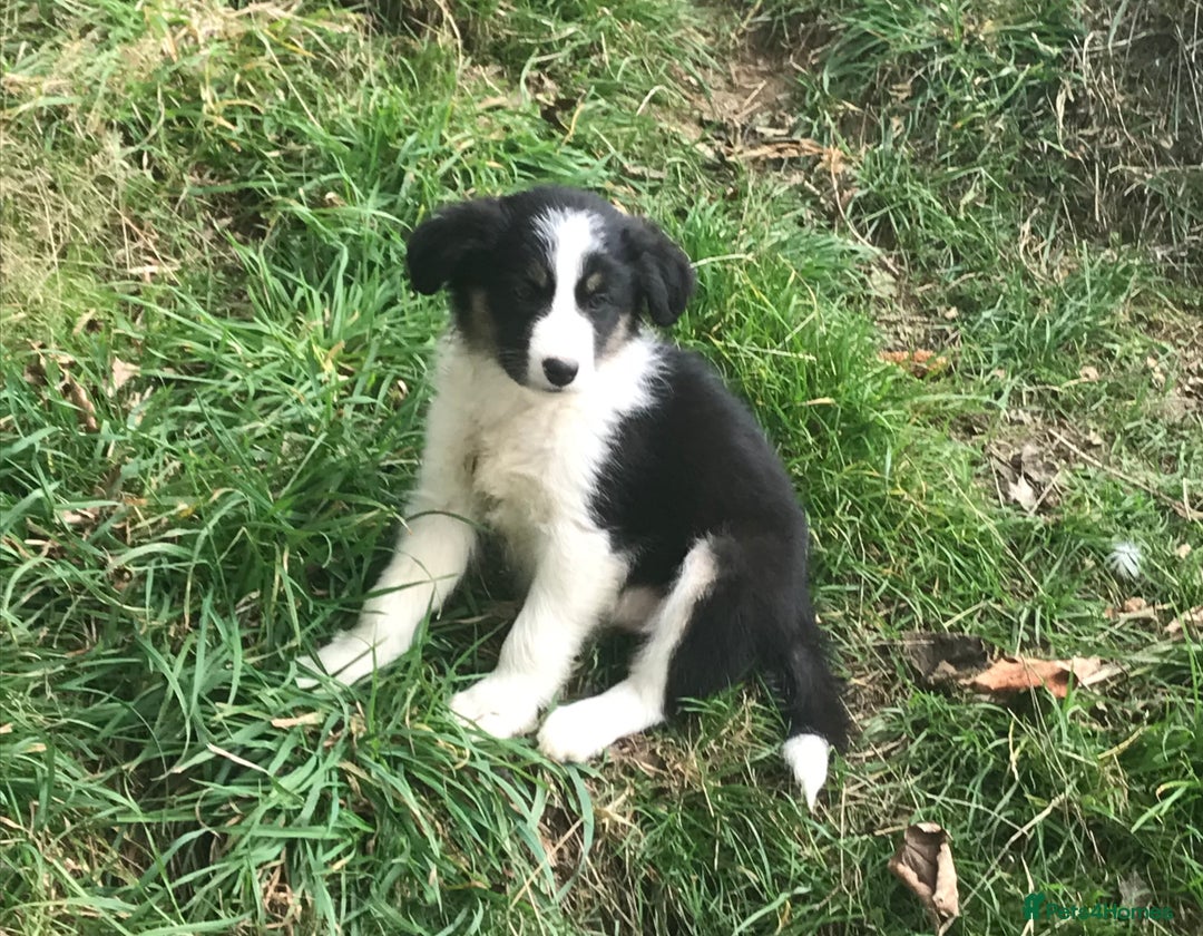 Border Collie dogs for sale: Border Collies Farmbred  - Image 5