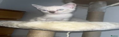 Lina | Light Pink Collar | Snow Lynx