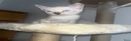 Bengal cats for sale: Snow Bengal Kittens For Sale Lynx & Charcoal Mink - Advert 22
