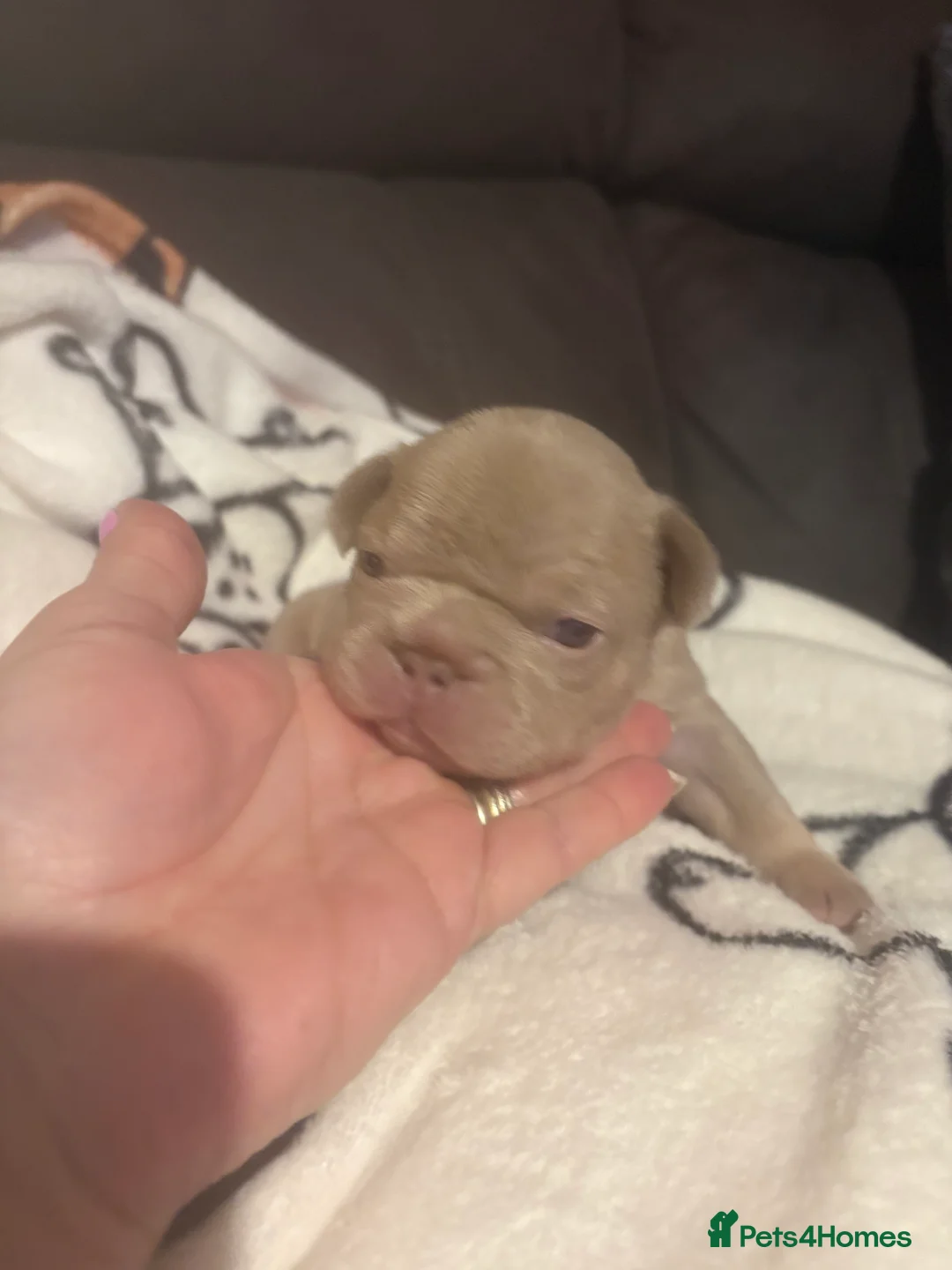French Bulldog dogs for sale: K C registered beautiful French bulldogs  - Advert 12