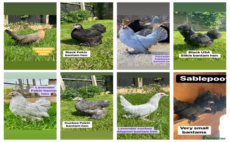 Chickens poultry - Advert 2