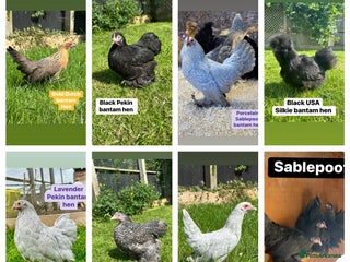 Chickens poultry - Advert 2