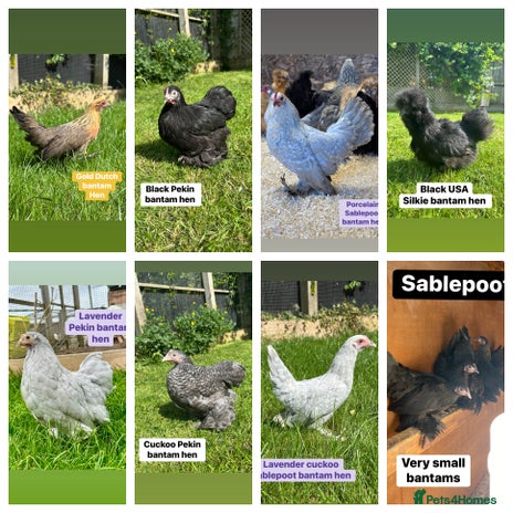 Chickens poultry - Advert 1