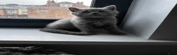 British Shorthair cats for sale: British shorthair blue /Adorable kittens  - Advert 9