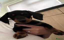 Dachshund dogs for sale: Black and Tan dachshund puppy  - Image 1