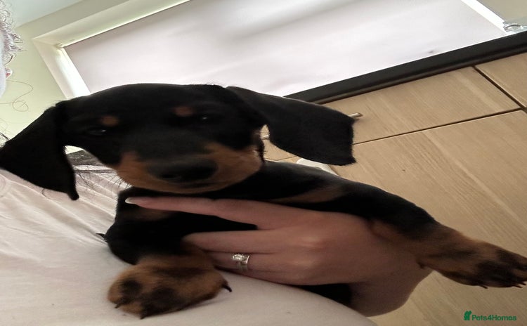 Dachshund dogs - Advert 15