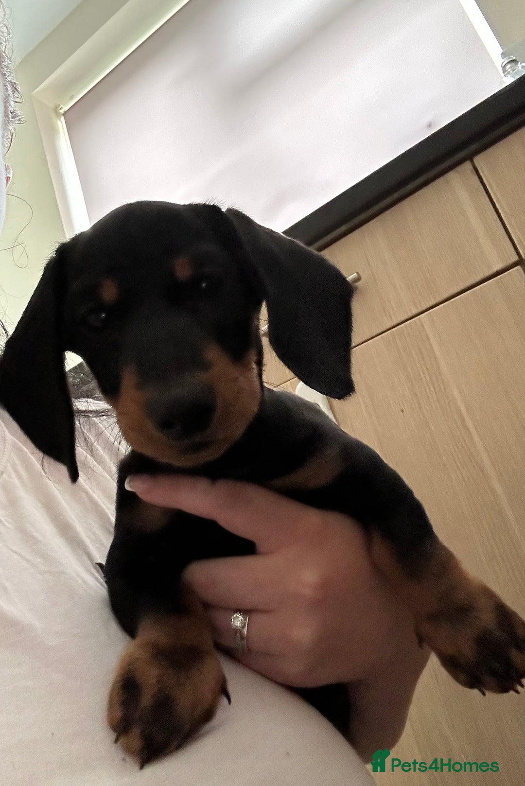 Dachshund dogs for sale: Black and Tan dachshund puppy  - Image 1