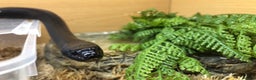 King Snake reptiles for sale: Mexican Black Kingsnake (Proven Pair) - Advert 2