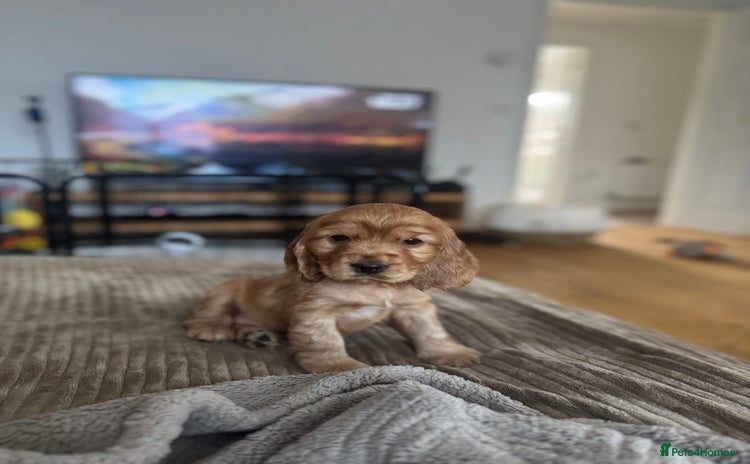 Cocker Spaniel dogs - Advert 10