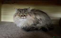 Persian cats for sale: Beautiful mum and daughter  - Image 3