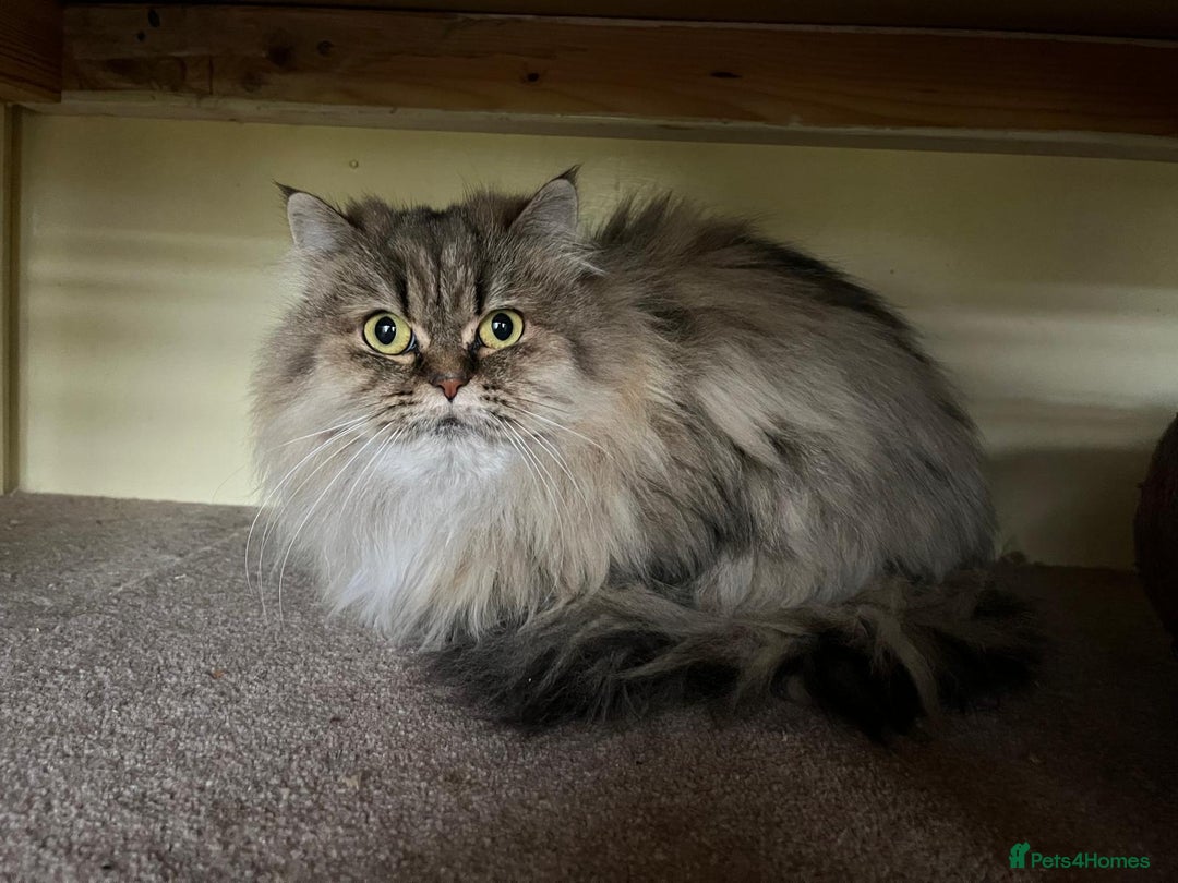 Persian cats for sale: Beautiful mum and daughter  - Image 3