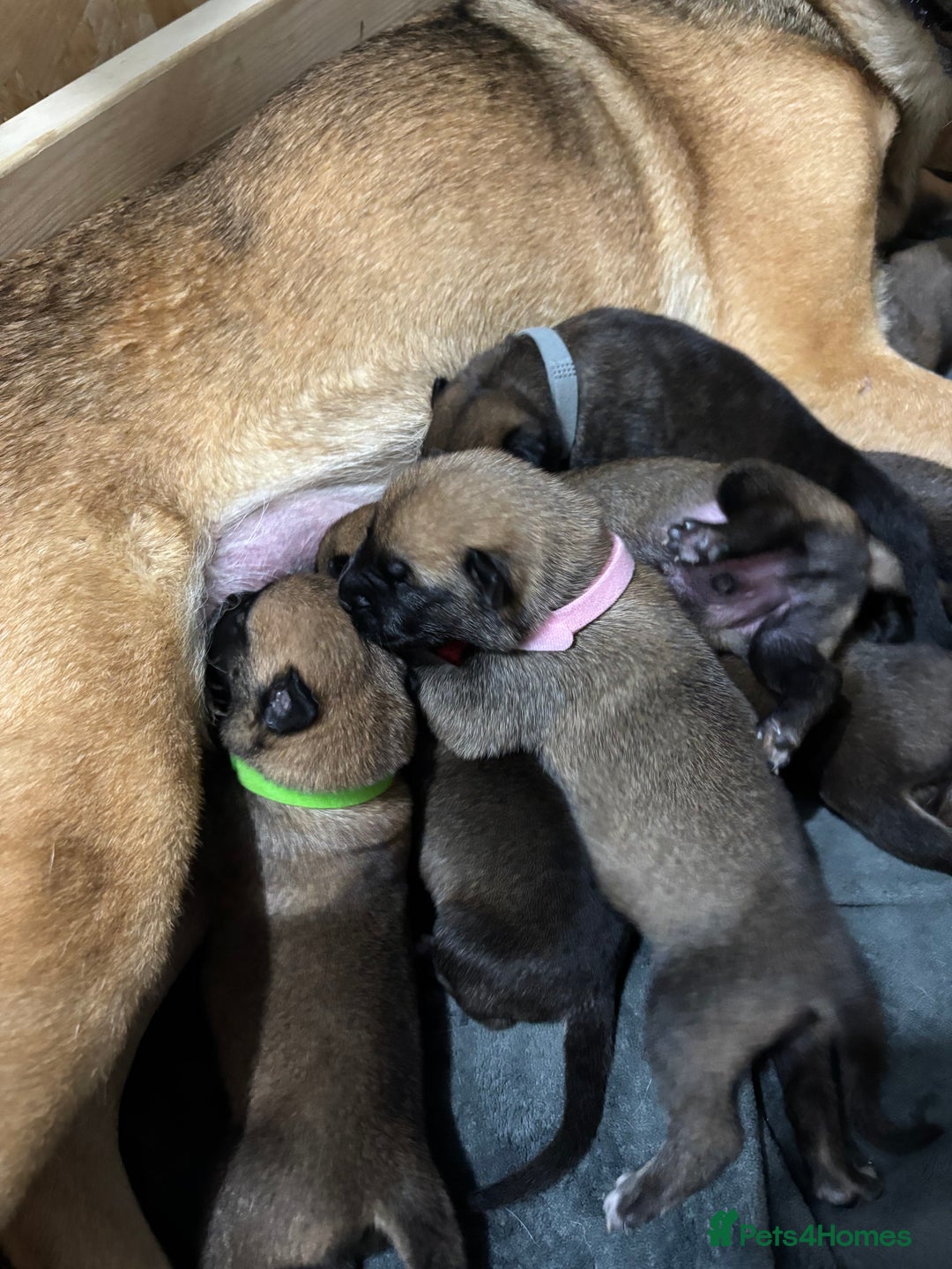 Belgian Shepherd Dog dogs for sale: 9 beautiful Belgium Mali  - Advert 6