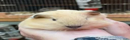 Guinea Pig rodents for sale: Baby guinea pigs  - Advert 3