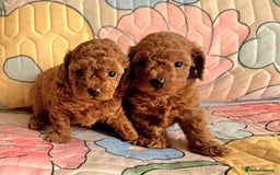 Toy Poodle dogs for sale: 🔥Toy 🔥Mini 🔥Asian Poodle Puppies Girls for sale - Image 5