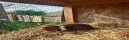 Guinea Pig rodents for sale: Guinea pigs F/M - Advert 1