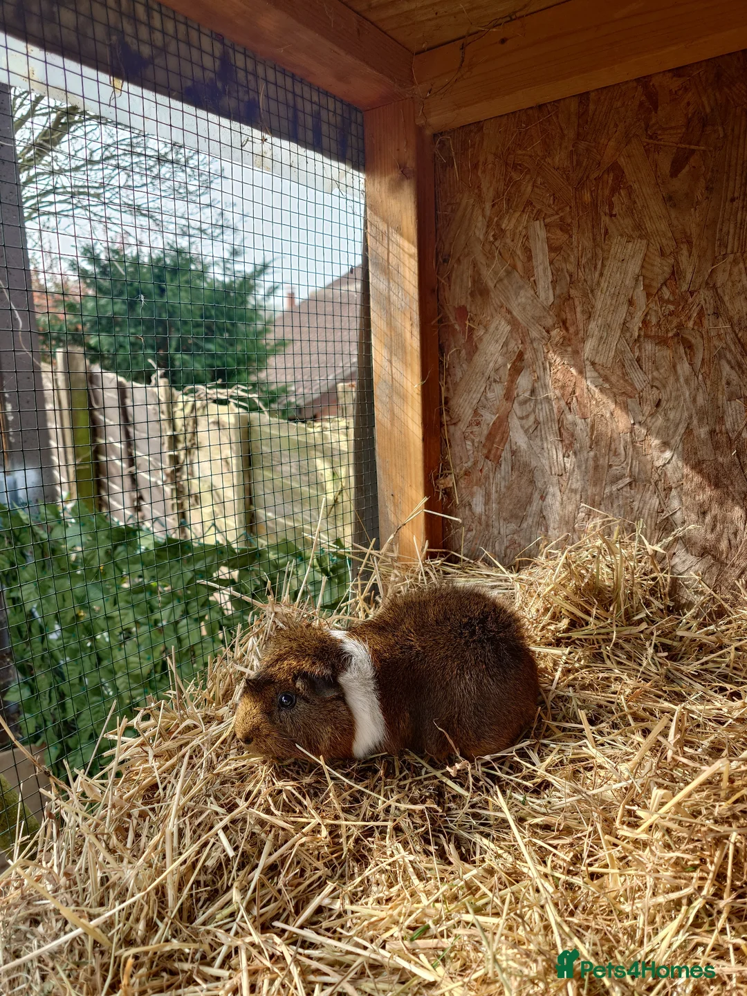 Guinea Pig rodents for sale: Guinea pigs F/M - Advert 1