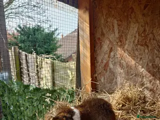 Guinea Pig rodents Guinea pigs F/M - Advert 8